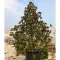 Magnolia grandiflora 450cm K600 - Örökzöld magnólia