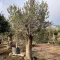 Olea europaea MT60-80 cm - Olajfa
