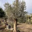 Olea europaea MT60-80 cm - Olajfa
