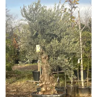 Olea europaea - Őstörzses olajfa