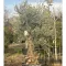Olea europaea - Őstörzses olajfa