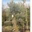 Olea europaea - Őstörzses olajfa – Mediterrán különlegességek