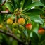 Arbutus unedo K170 250cm - Nyugati szamócafa – Díszfák