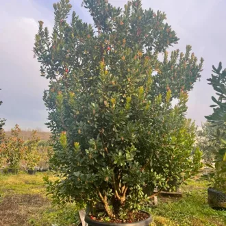 Ilex Nellie R. Stevens K375 - Többtörzses magyal