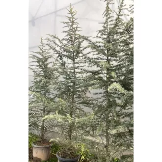 Cedrus MIX 200/250 K35/45 - Cédrus – Díszfák