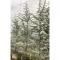 Cedrus MIX 200/250 K35/45 - Cédrus