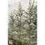 Cedrus MIX 200/250 K35/45 - Cédrus – Díszfák