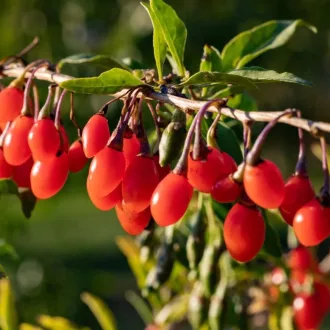Lycium barbarum - Goji bogyó – Díszcserjék