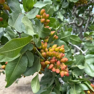 Pistacia sp - Pisztácia – Díszcserjék