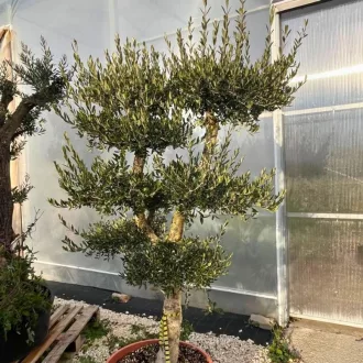 Olea europaea - Bubi formára nyírt olajfa (kis méret)
