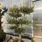 Olea europaea - Bubi formára nyírt olajfa (kis méret)