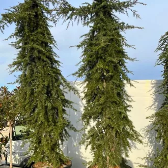   Cedrus atlantica Glauca Pendula K150 - Csüngő atlaszcédrus