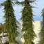Cedrus atlantica Glauca Pendula K150 - Csüngő atlaszcédrus – Díszfák