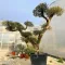Olea europaea K240 - Bubi formára nyírt olajfa