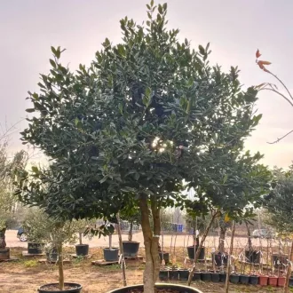 Ilex Nellie R. Stevens - Magastörzsű magyal