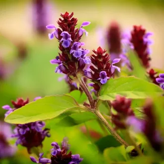 Prunella vulgaris - Közönséges gyíkfű – Díszfüvek