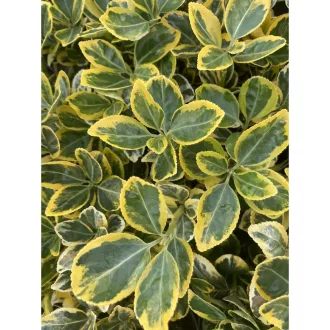 Euonymus japonicus Aureomarginatus K3 - Japán kecskerágó
