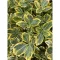 Euonymus japonicus Aureomarginatus K3 - Japán kecskerágó
