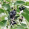 Amelanchier lamarckii K7,5 - Mézalmácska