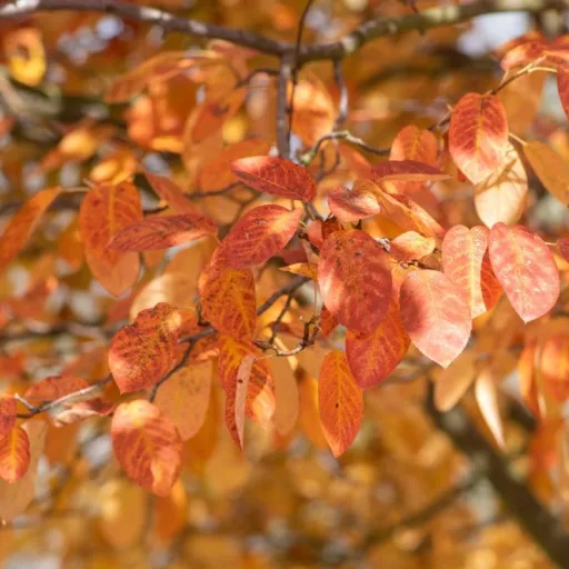 Amelanchier lamarckii K7,5 - Mézalmácska