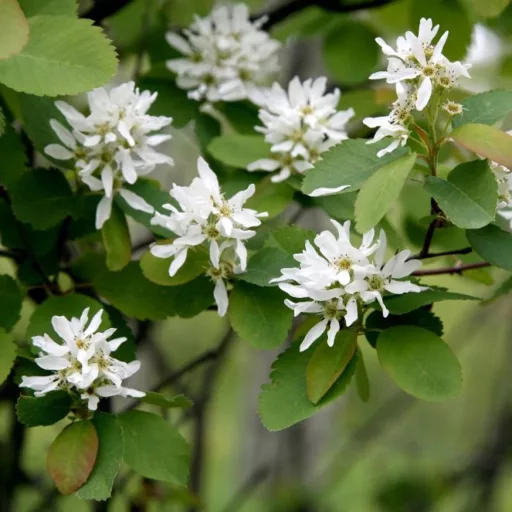 Amelanchier lamarckii K7,5 - Mézalmácska