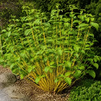 Cornus stolonifera Flaviramea K3 - Sárga vesszejű som