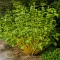 Cornus stolonifera Flaviramea K3 - Sárga vesszejű som