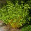 Cornus stolonifera Flaviramea K3 - Sárga vesszejű som