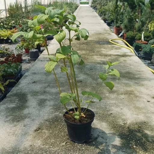 Cornus stolonifera Flaviramea K3 - Sárga vesszejű som