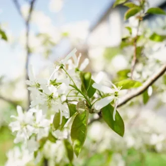 Amelanchier canadensis Rainbow Pillar K7,5 - Oszlopos kanadai fanyarka – Díszcserjék