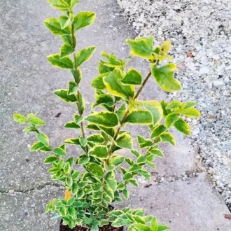 Ligustrum ovalifolium Aureum CS9 - Tarkalevelű fagyal