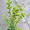 Ligustrum ovalifolium Aureum CS9 - Tarkalevelű fagyal