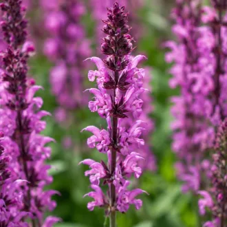 Salvia nemorosa Rosakönigin CS9 - Ligeti zsálya