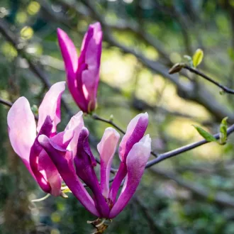 Magnolia Susan K4 - Nagyvirágú liliomfa