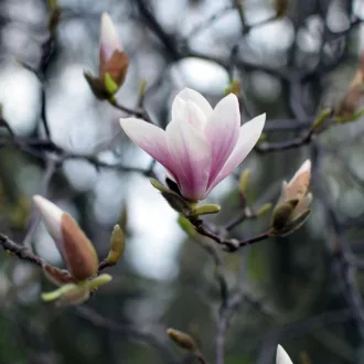 Magnolia x soulangeana K4 - Nagyvirágú liliomfa – Díszfák