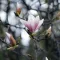 Magnolia x soulangeana K4 - Nagyvirágú liliomfa
