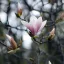 Magnolia x soulangeana K4 - Nagyvirágú liliomfa – Díszfák