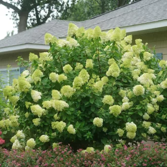 Hydrangea paniculata Limelight K2 - Bugás hortenzia