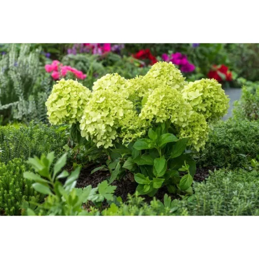 Hydrangea paniculata Little Spooky K2 - Törpe bugás hortenzia