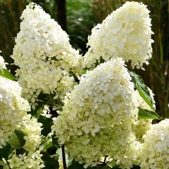 Hydrangea paniculata Phantom K3 - Bugás hortenzia