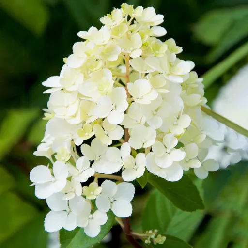Hydrangea paniculata Phantom K3 - Bugás hortenzia