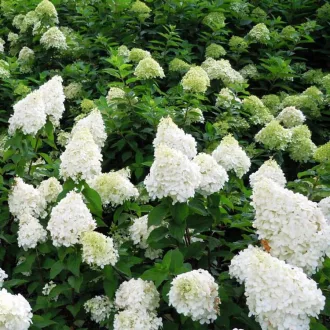Hydrangea paniculata Polar Bear K2 - Bugás hortenzia