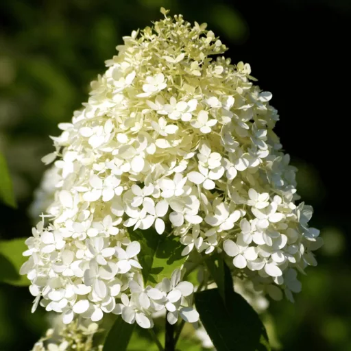 Hydrangea paniculata Polar Bear K2 - Bugás hortenzia