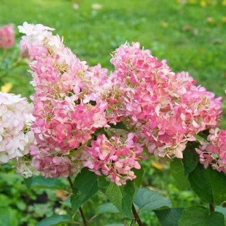 Hydrangea paniculata Sundae Fraise K2 - Bugás hortenzia