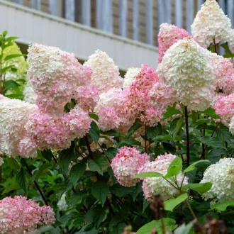 Hydrangea paniculata Vanille Fraise K3 - Bugás hortenzia