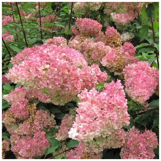 Hydrangea paniculata Vanille Fraise K3 - Bugás hortenzia
