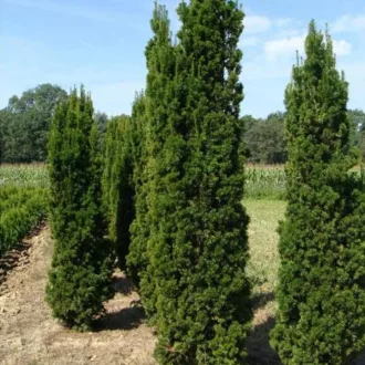 Taxus media Stricta Viridis K15 - Tiszafa