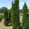 Taxus media Stricta Viridis K15 - Tiszafa