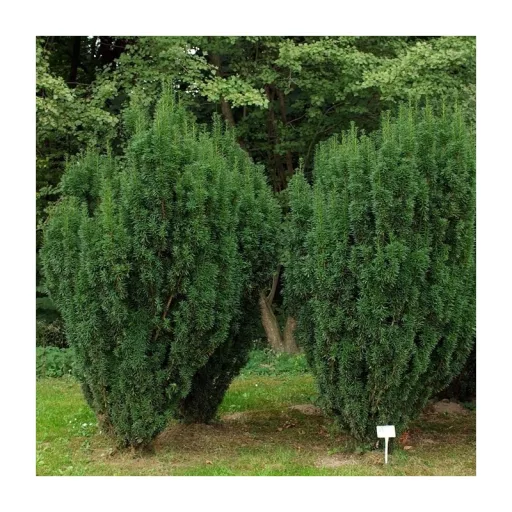 Taxus media Stricta Viridis K15 - Tiszafa