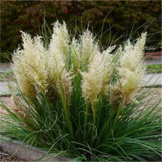 Cortaderia selloana K2 - Fehér pampafű – Évelő növények